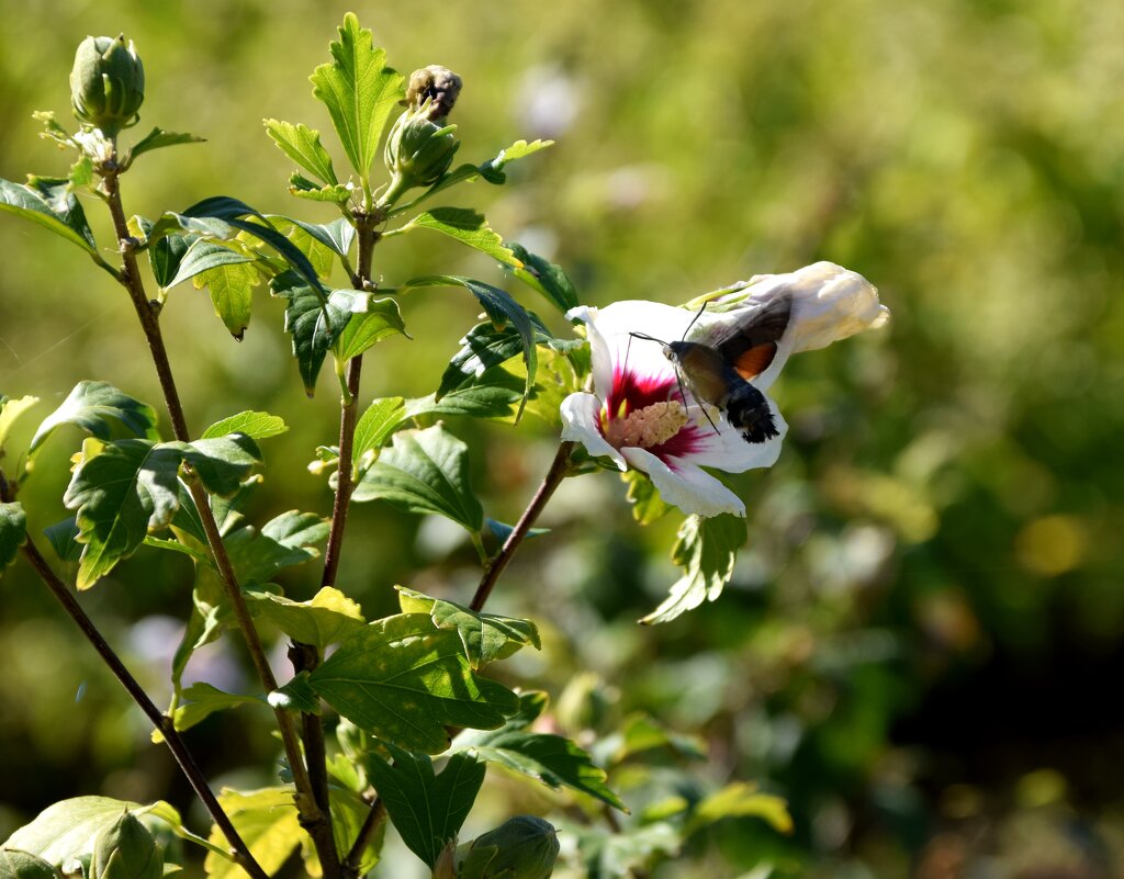 *** - Павленко Михаил 