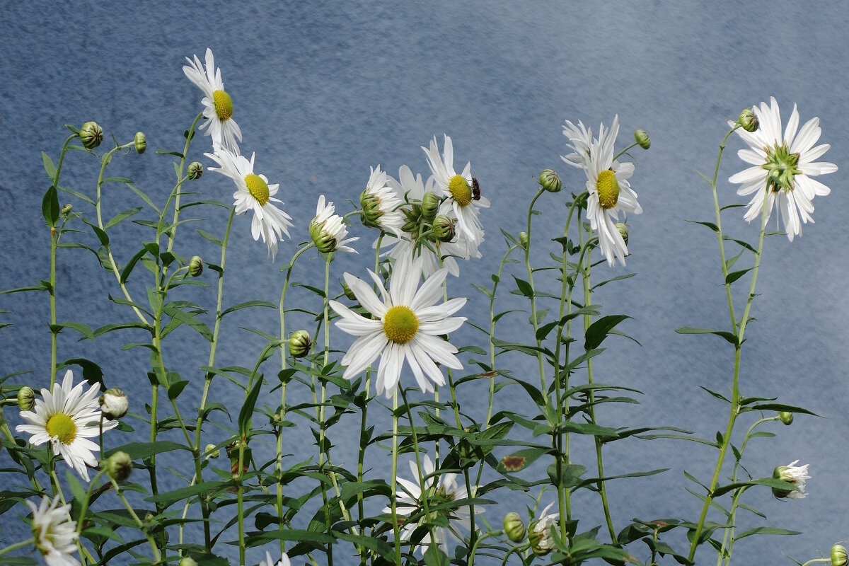 Ромашки - Рита Симонова