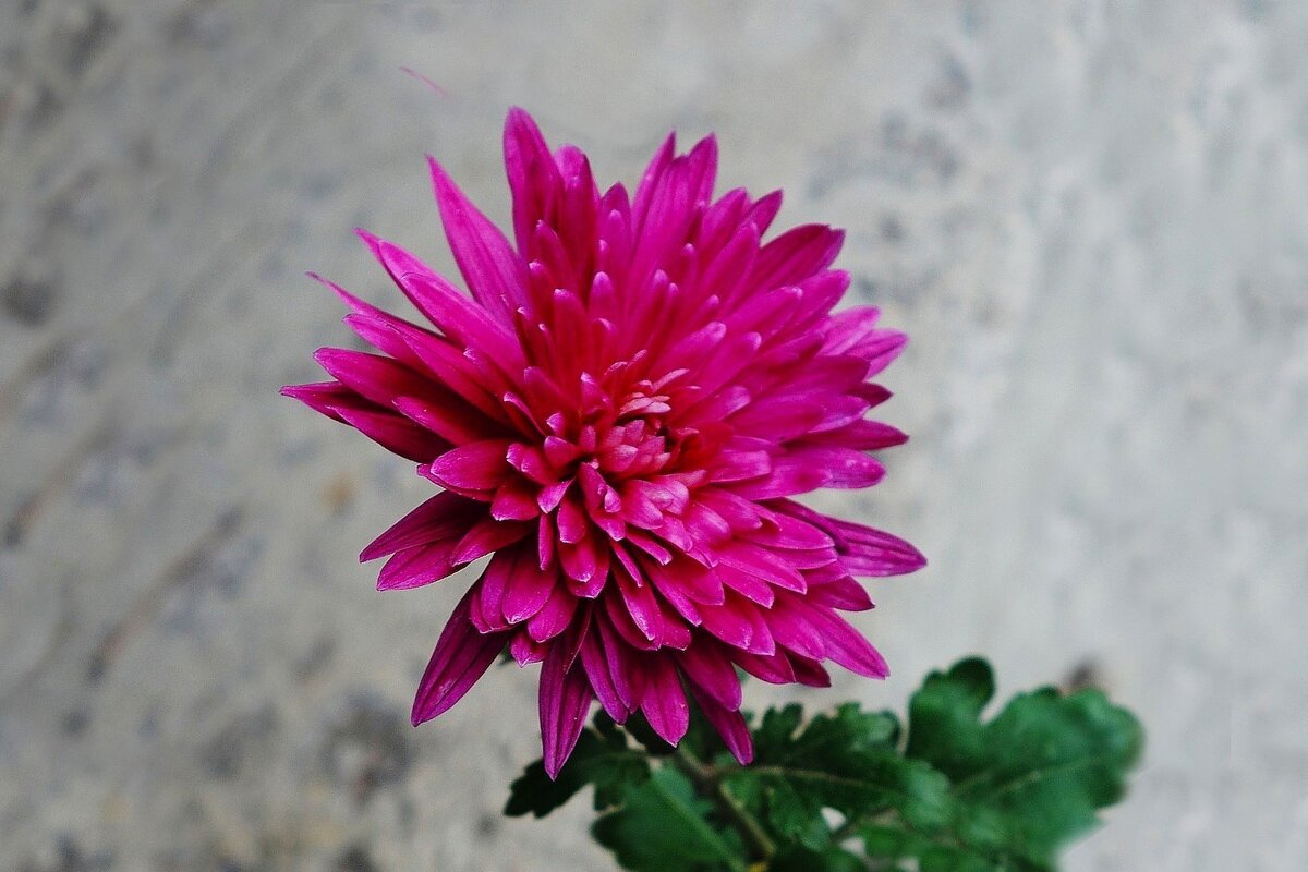 Хризантема - Рита Симонова