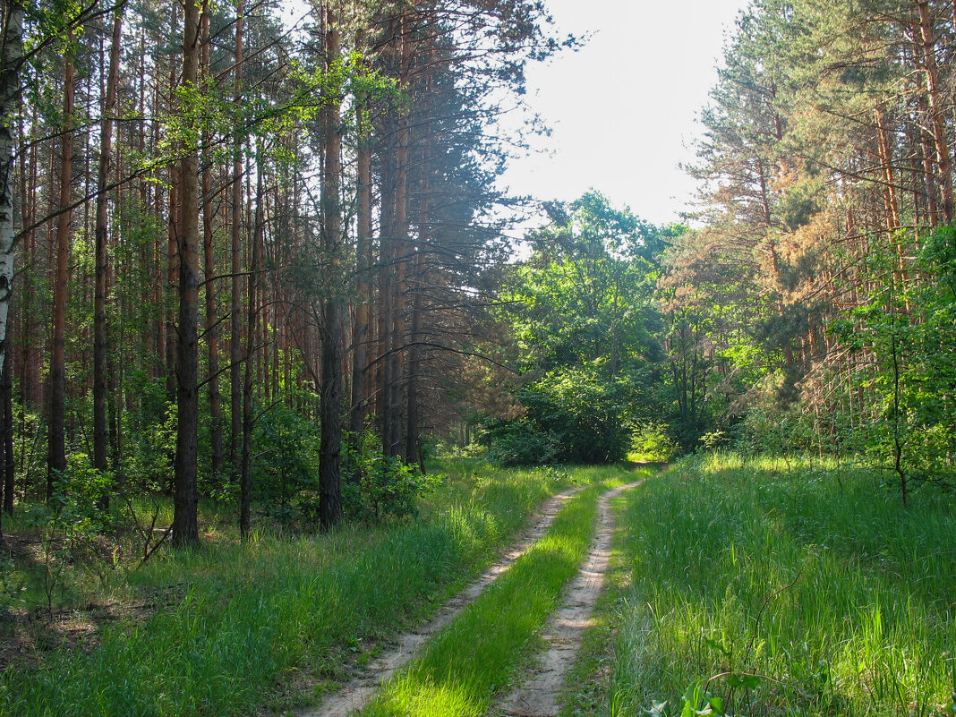 Лесная дорога - Владимир Иванович
