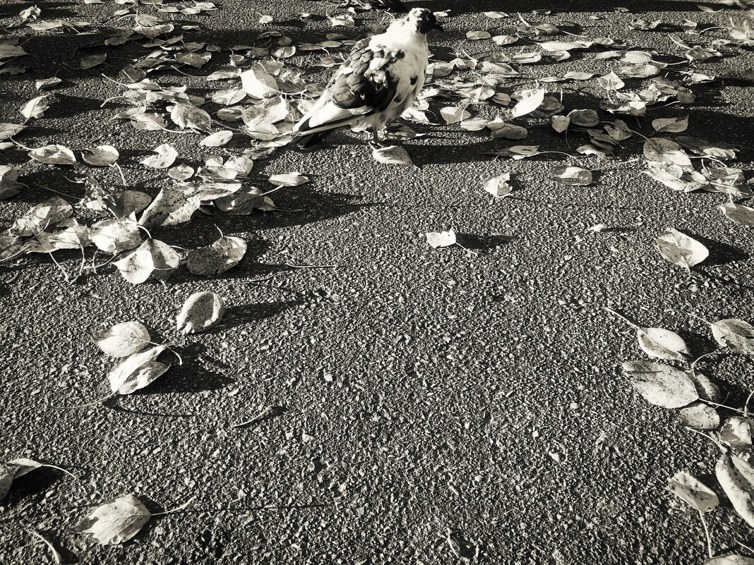 Не забывайте кормить птиц! - Денис Безногов Не забывайте кормить птиц! - Денис Безногов