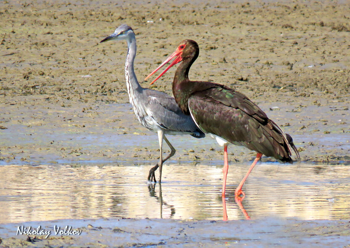 серая цапля и чёрный аист(не пара)) - Николай Волков