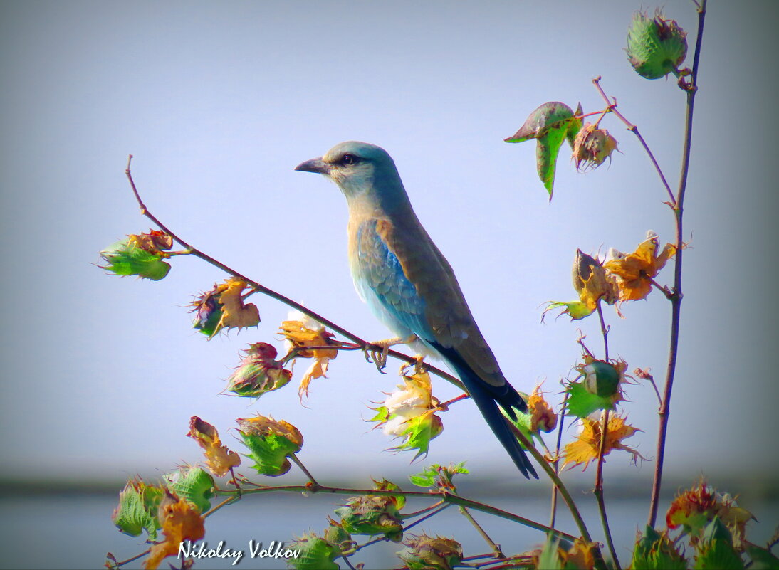 Сизоворонка - Николай Волков