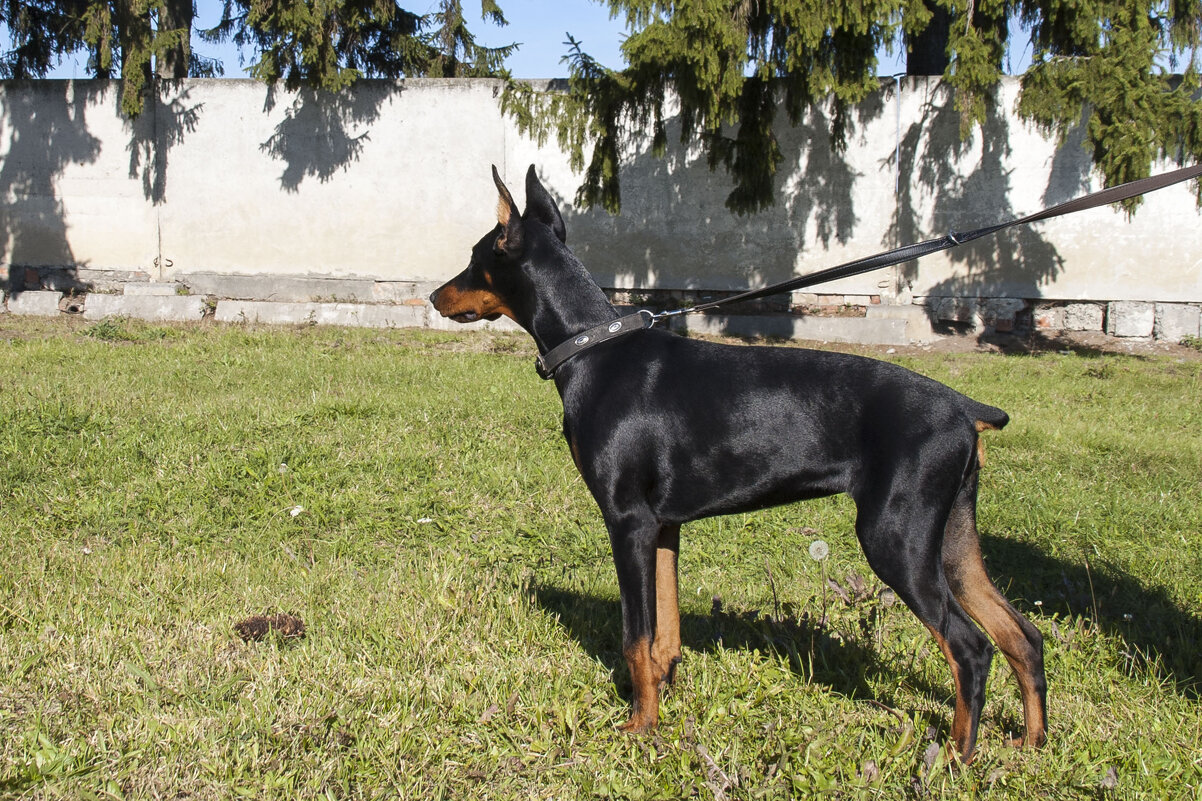 ... - Елена Пономарева