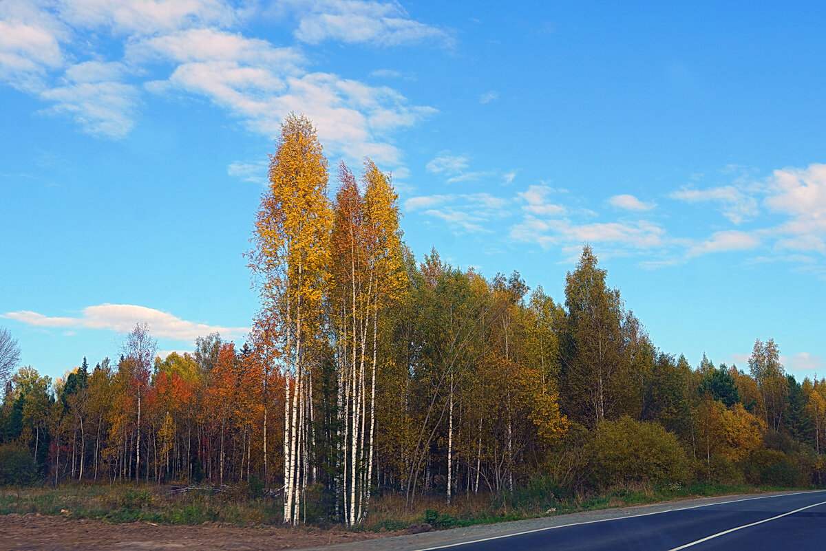 Стройные березки что-то шепчут небу... - Галина Кан