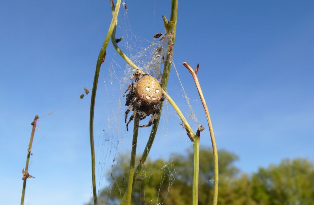 Осенний крестовичок - Елена Елена