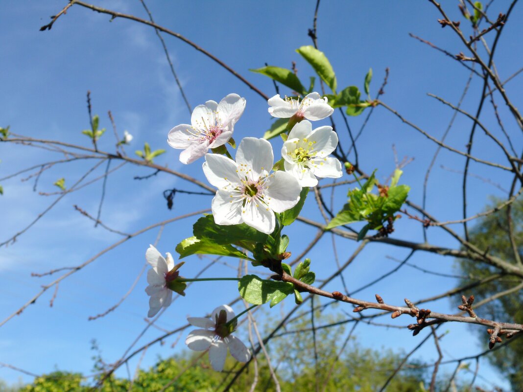 Повторное цветение вишни - Елена Елена
