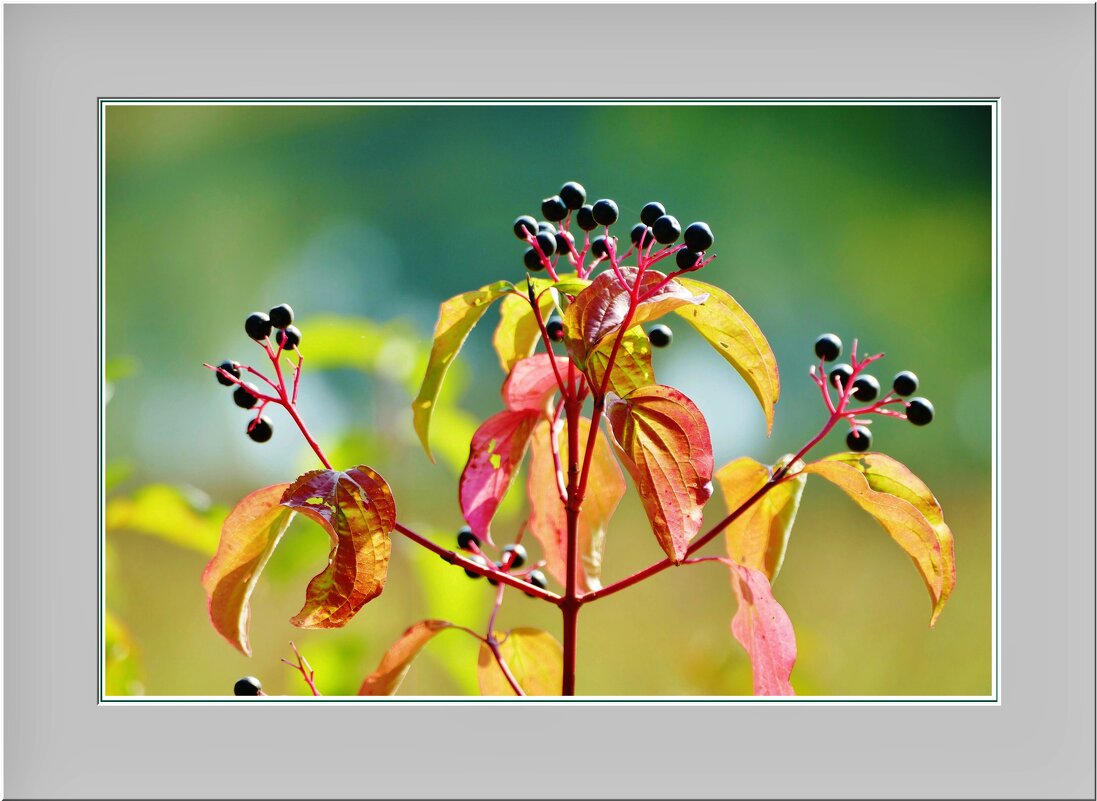 ОСЕННИЙ ЭТЮД... - Elvira E. 