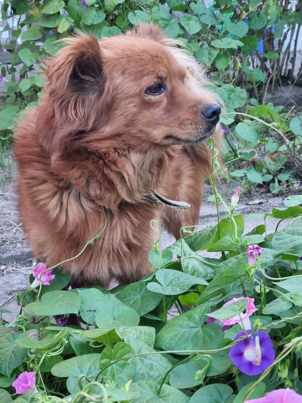 Среди вьюнков - Наталья 