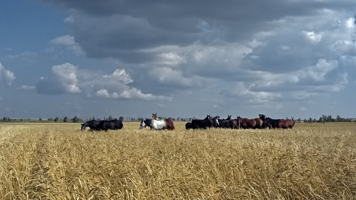 Лошади на пшеничном поле - ВАСИЛИЙ 
