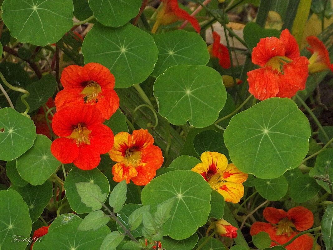 Настурции - Freddy 97