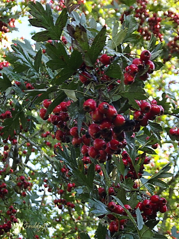 Боярышник - Freddy 97