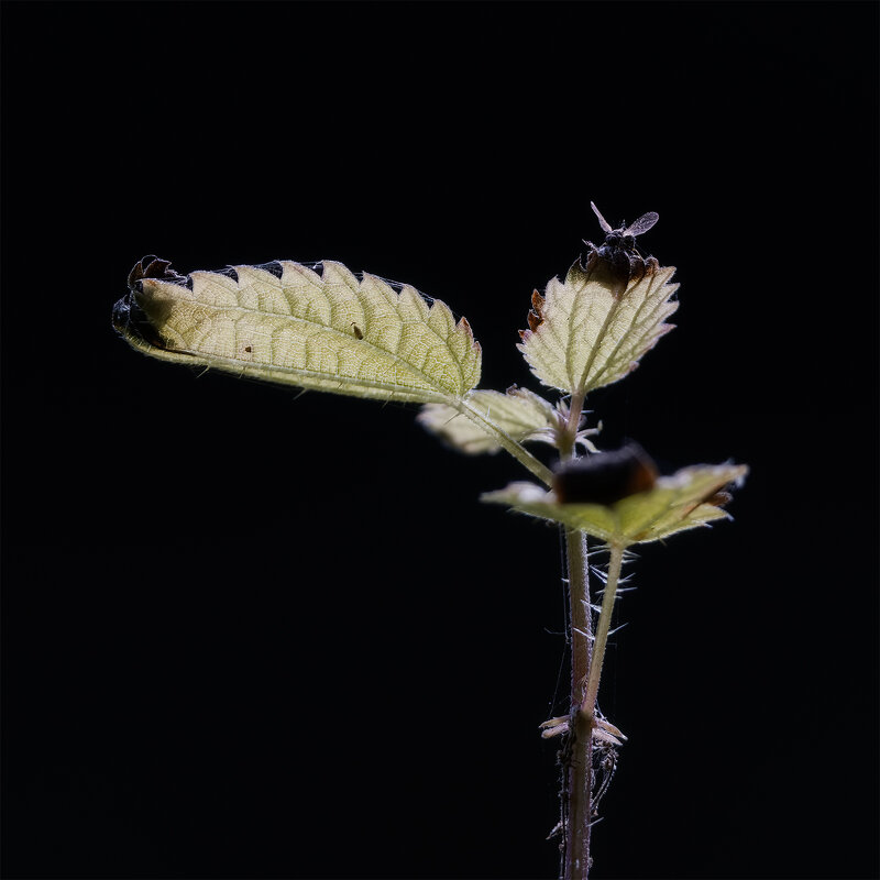 напоследок - Michel 