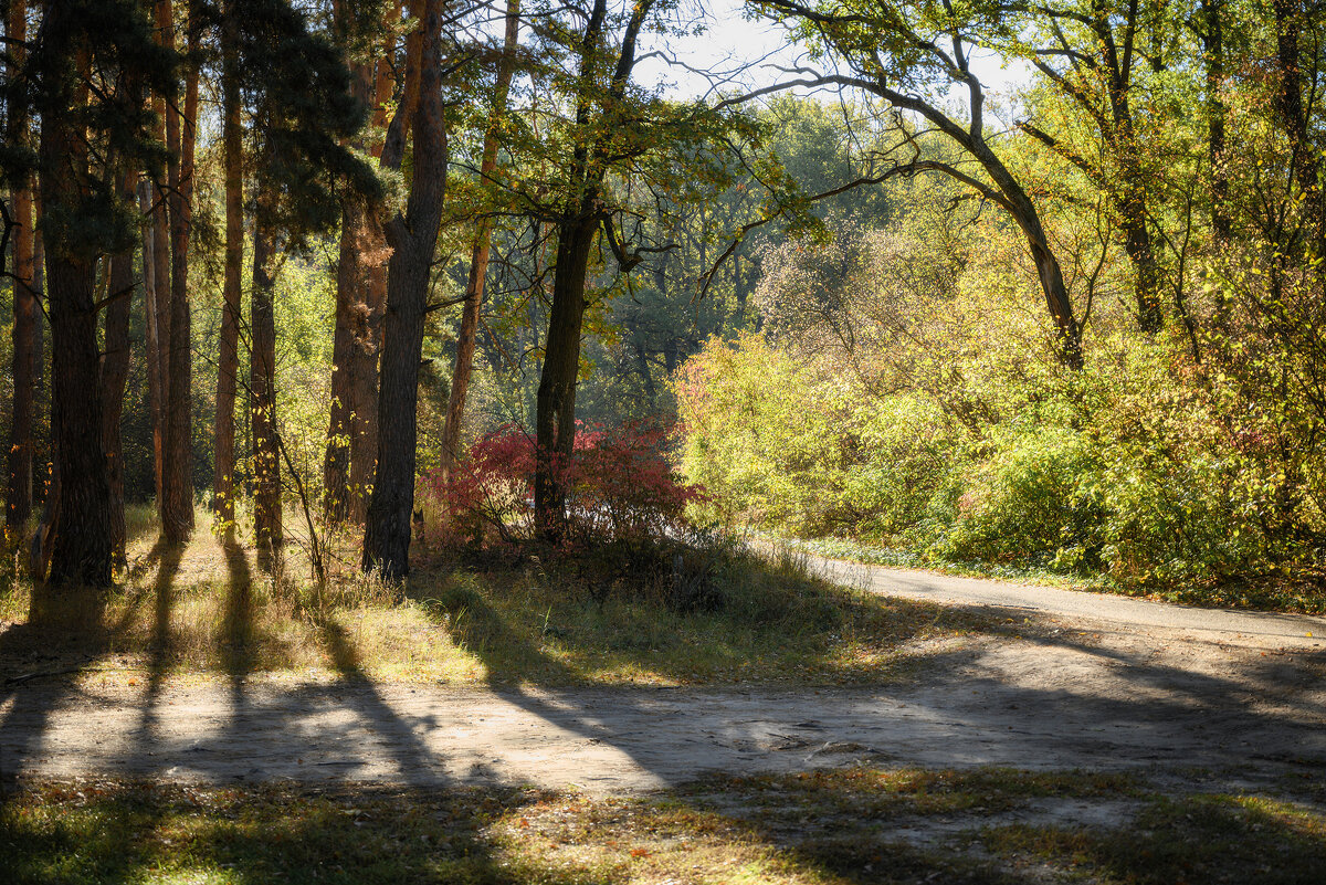 Золотое сияние леса - Валерий VRN