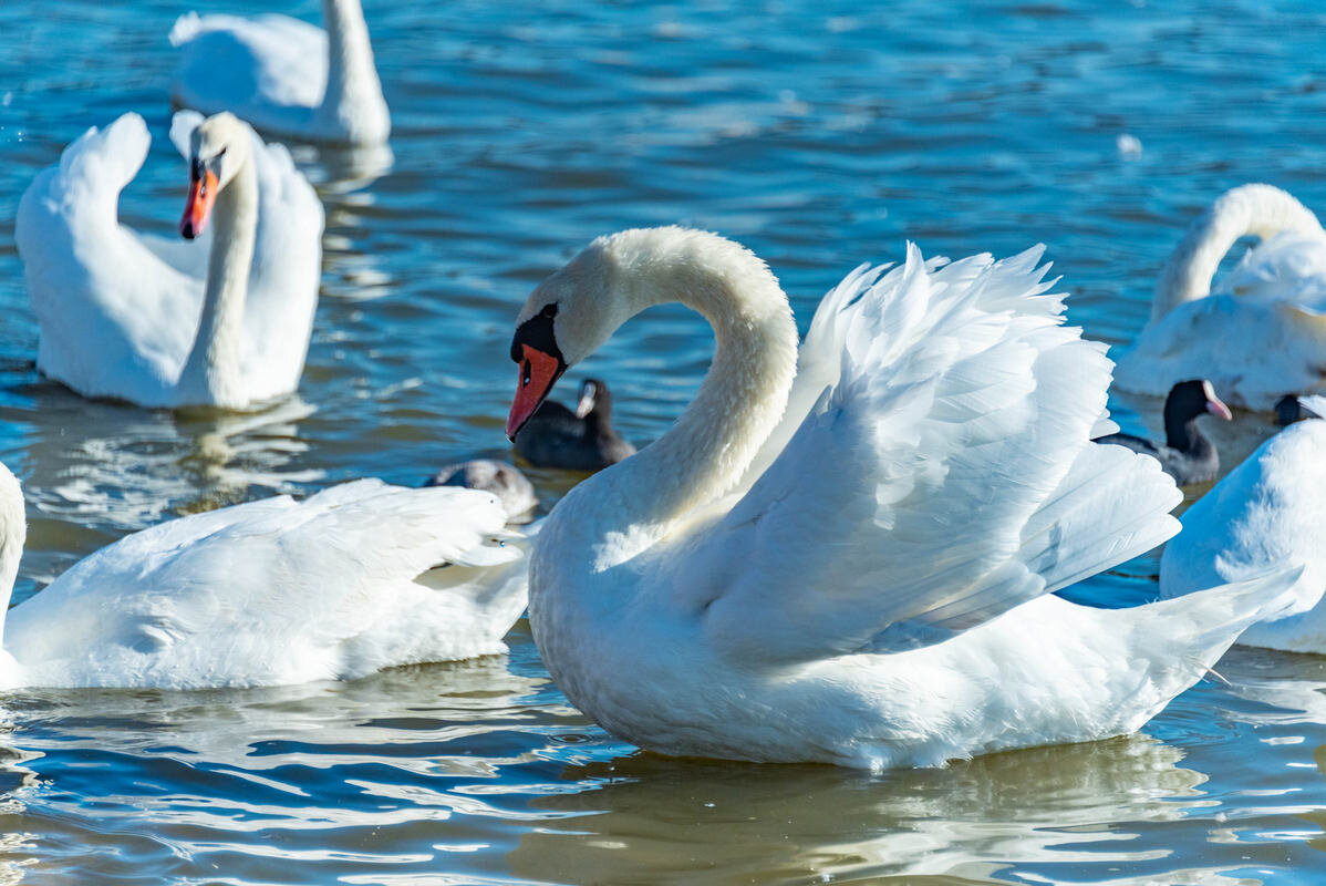 *** - Дмитрий Лупандин