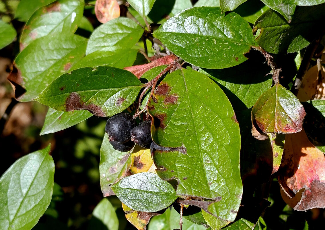 Плоды Осенние. - Вячеслав. Синицын
