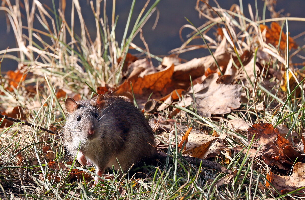 Царицыно 2 октября - Михаил Бибичков Царицыно 2 октября - Михаил Бибичков