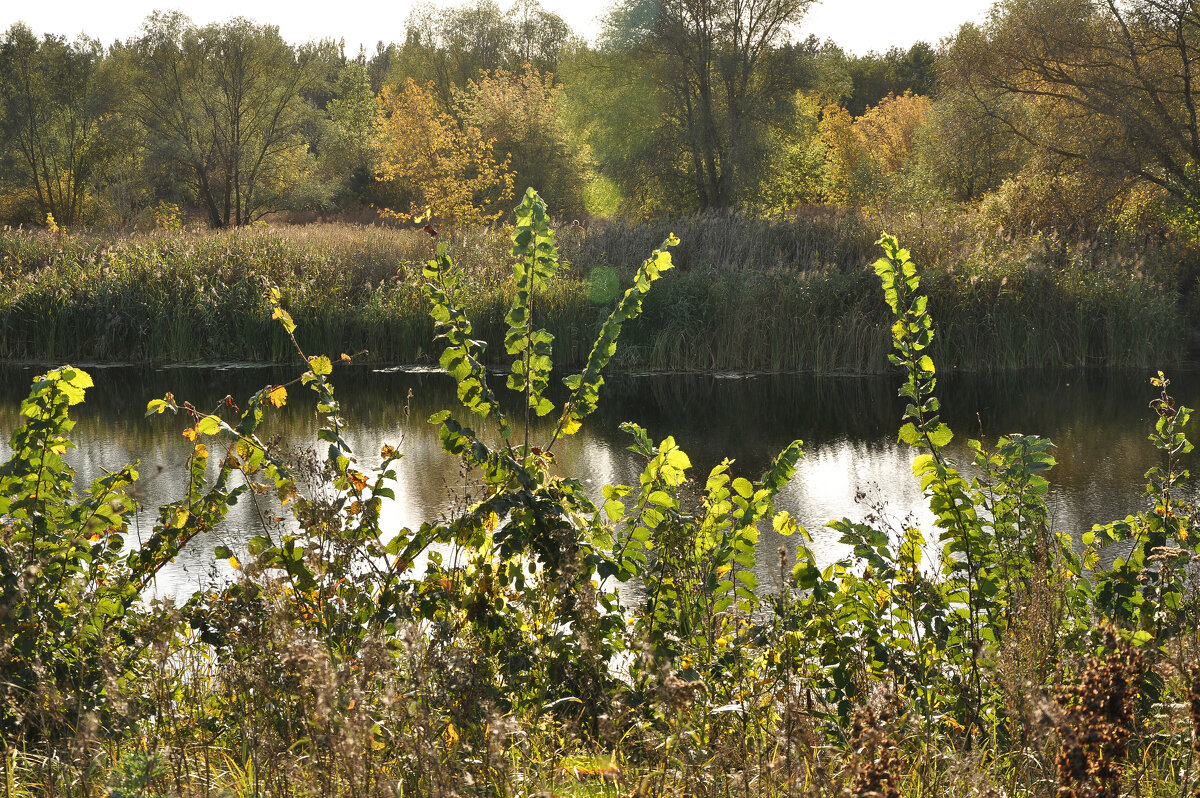 Осенью у реки - Татьяна Машошина