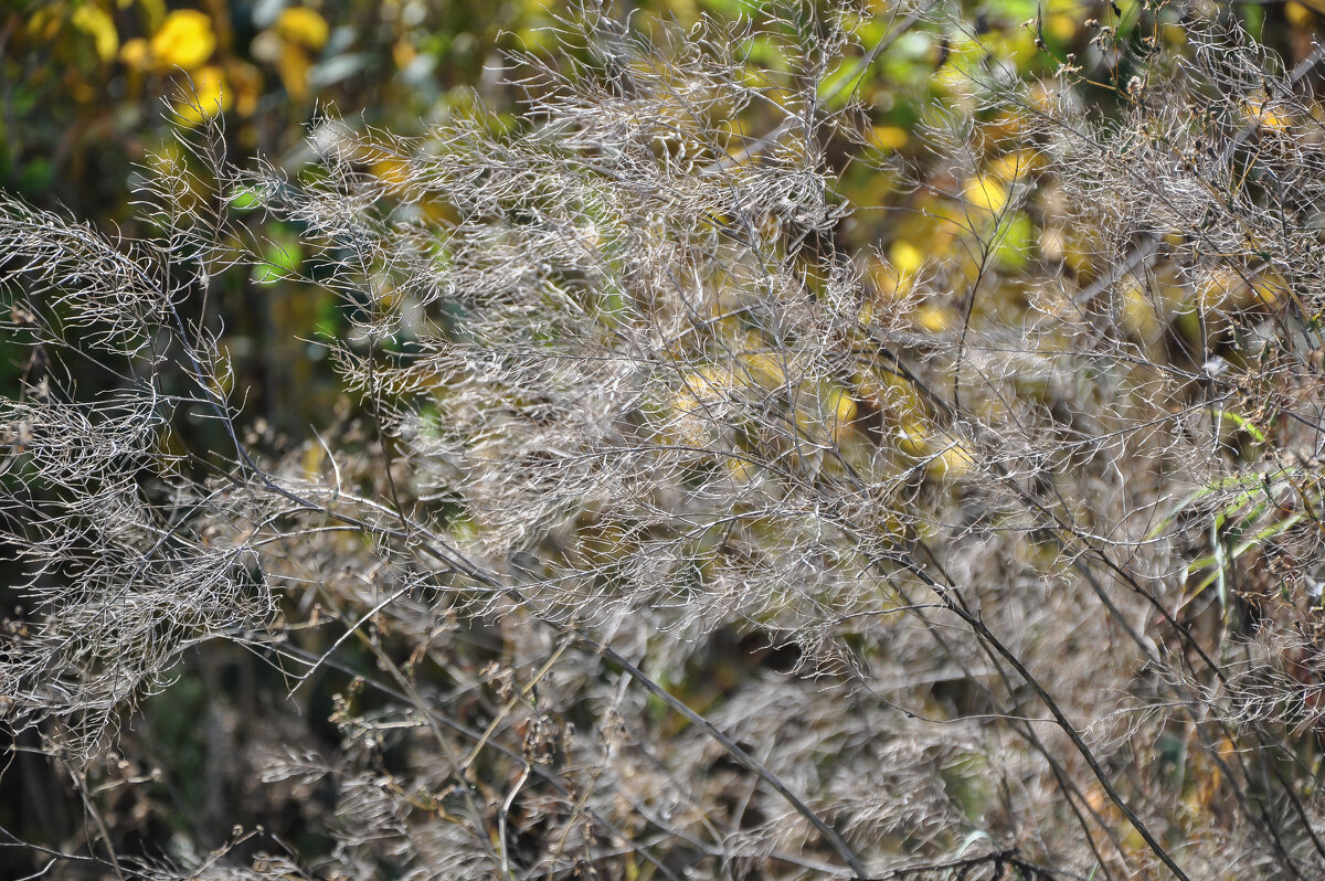 Осеннее серое - Татьяна Машошина