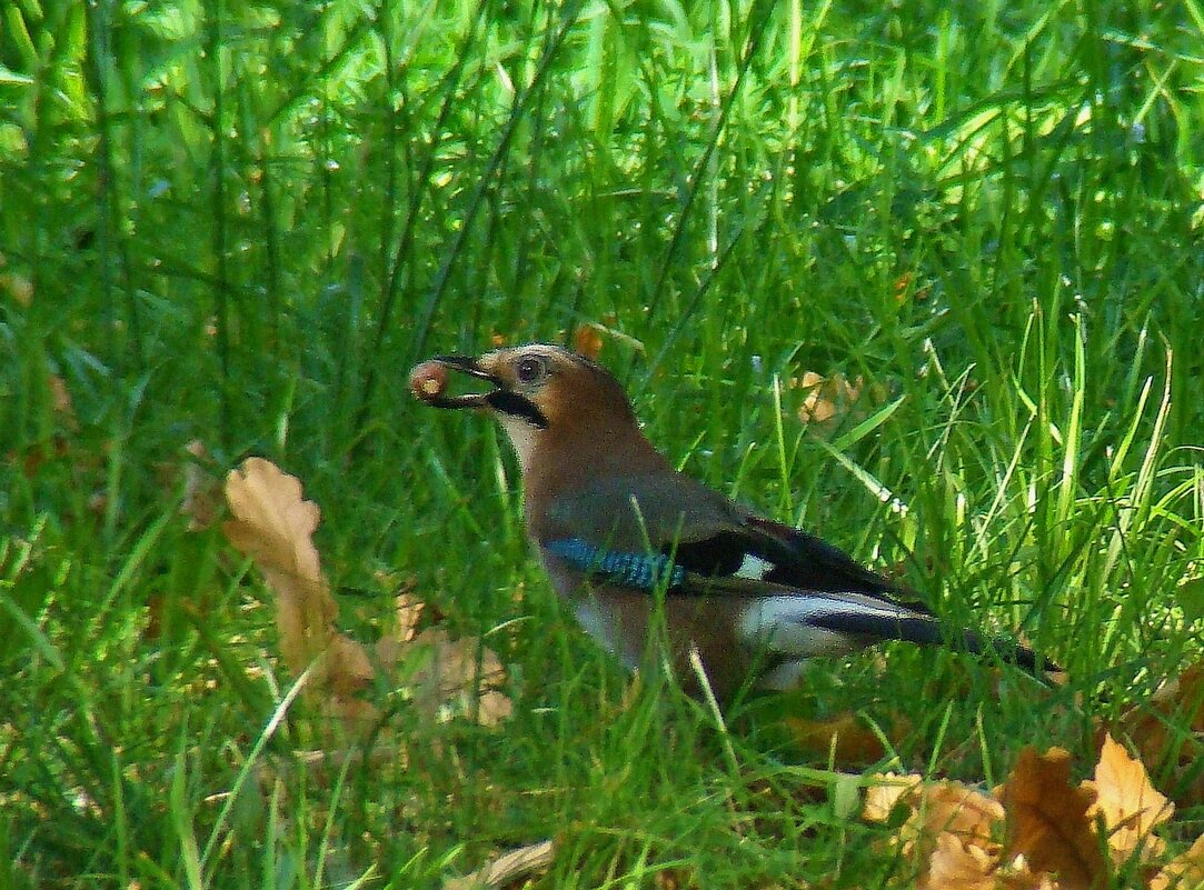 сойка с желудем - gawrilа - dan