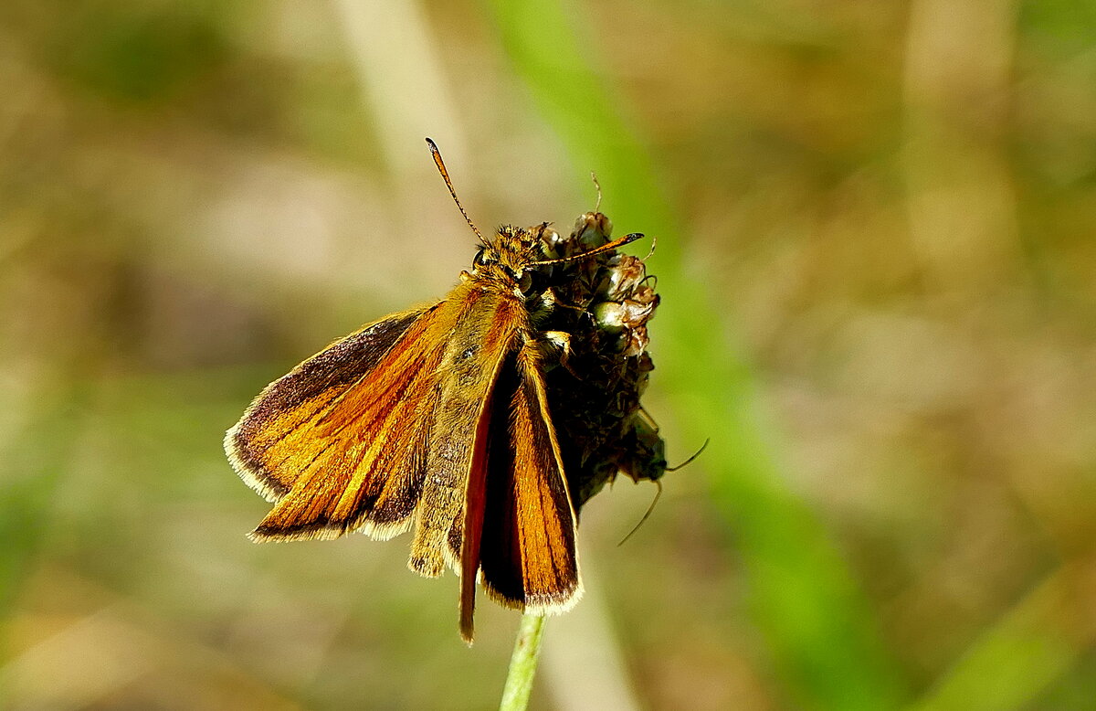 опять про бабочек 32 - Александр Прокудин опять про бабочек 32 - Александр Прокудин
