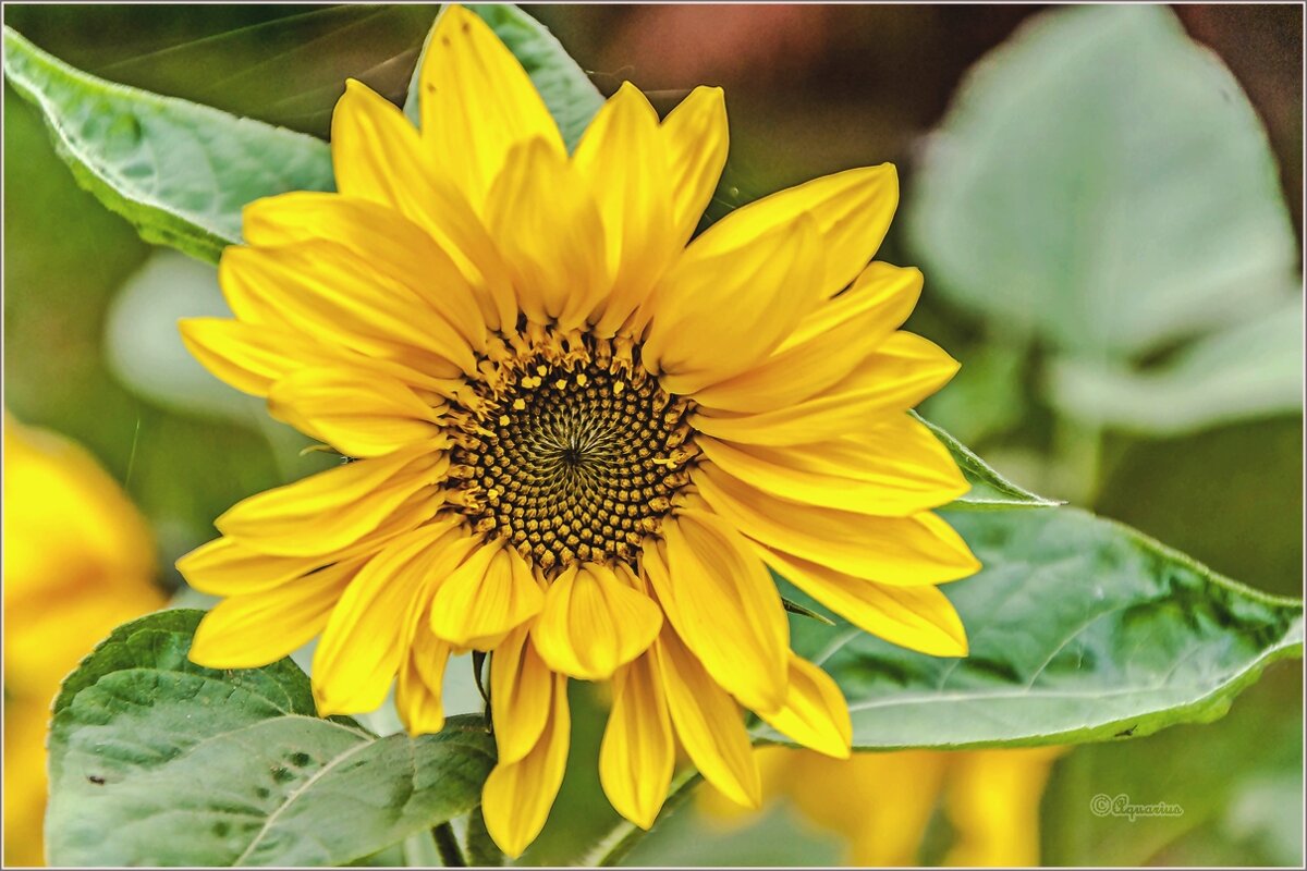 Сентябрьские цветы - Aquarius - Сергей