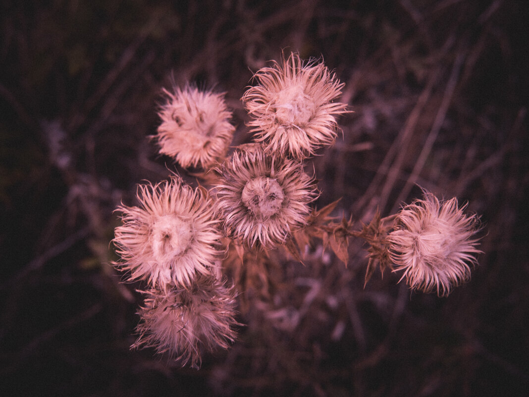Осенние растения - Максим 