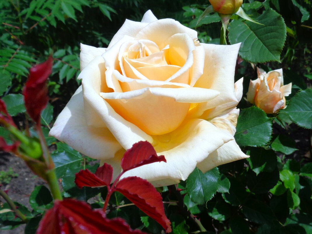 роза - Наталья 