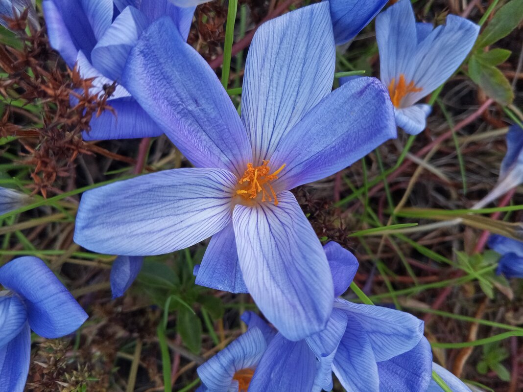 Крокус - Сапсан Крокус - Сапсан