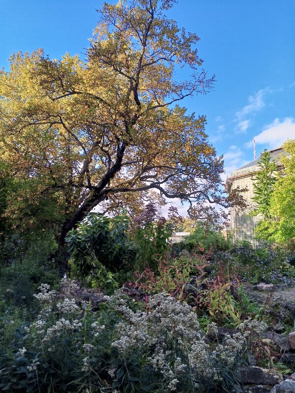 Осень - Сапсан 