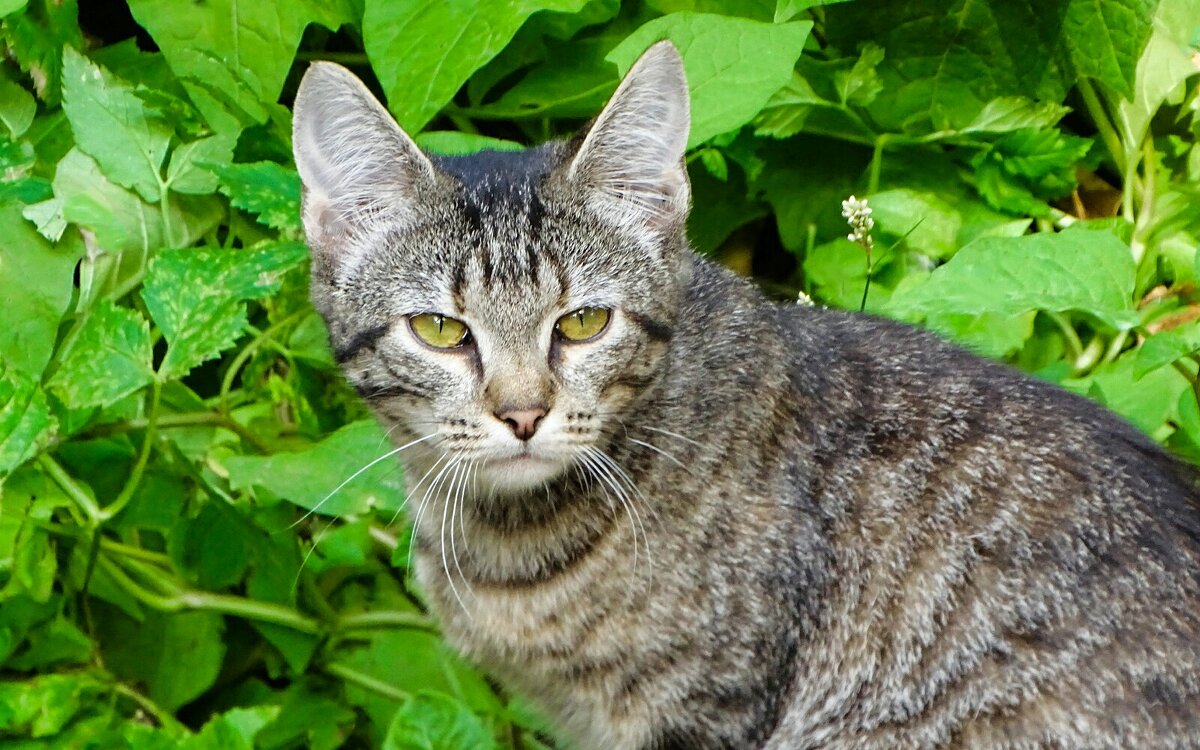 Кошкин взгляд. - Милешкин Владимир Алексеевич 