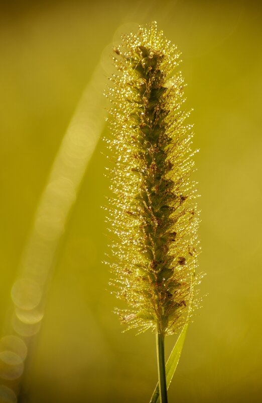 *** - Виктор Иванович Чернюк