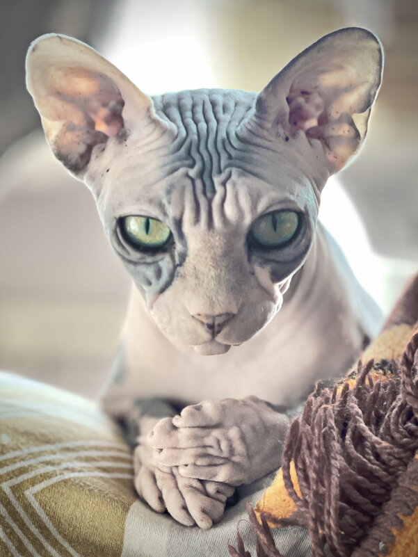 А я такая лапа  ! - Андрей Зайцев