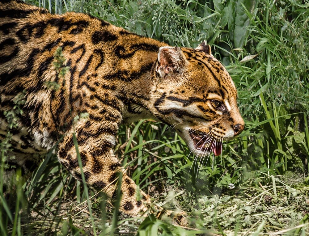 Оцелот - SanSan 