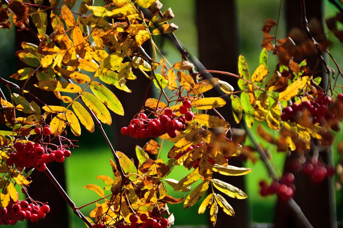 Осенний этюд. - Владимир Мигонькин