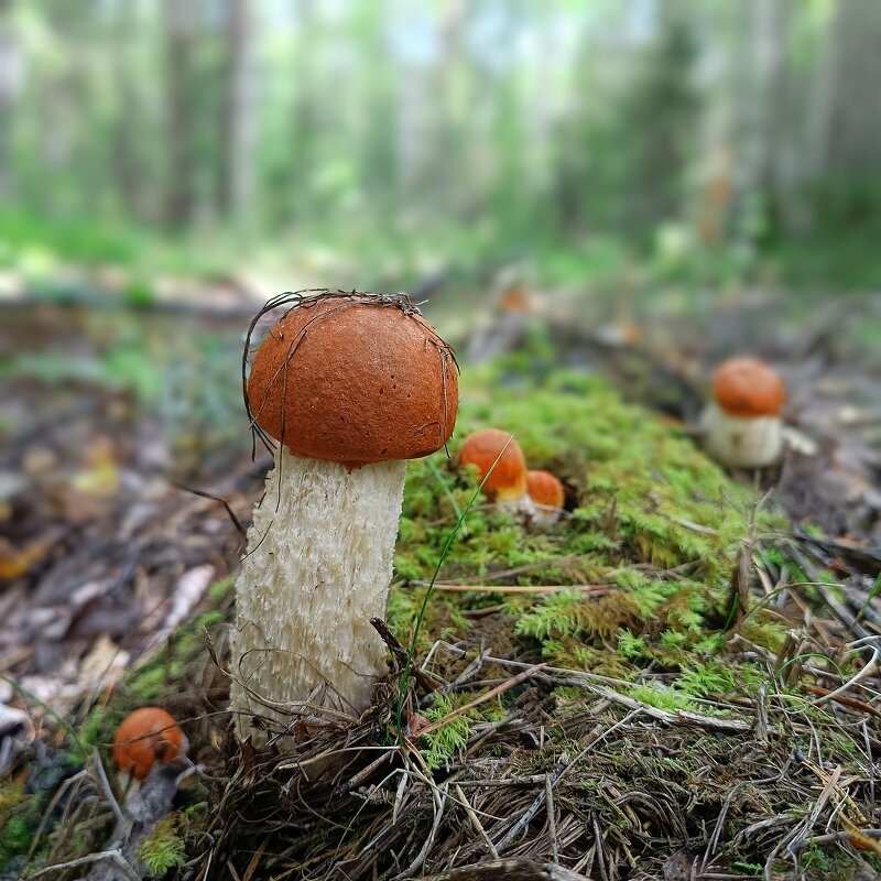 С днем грибника! - Ирина *