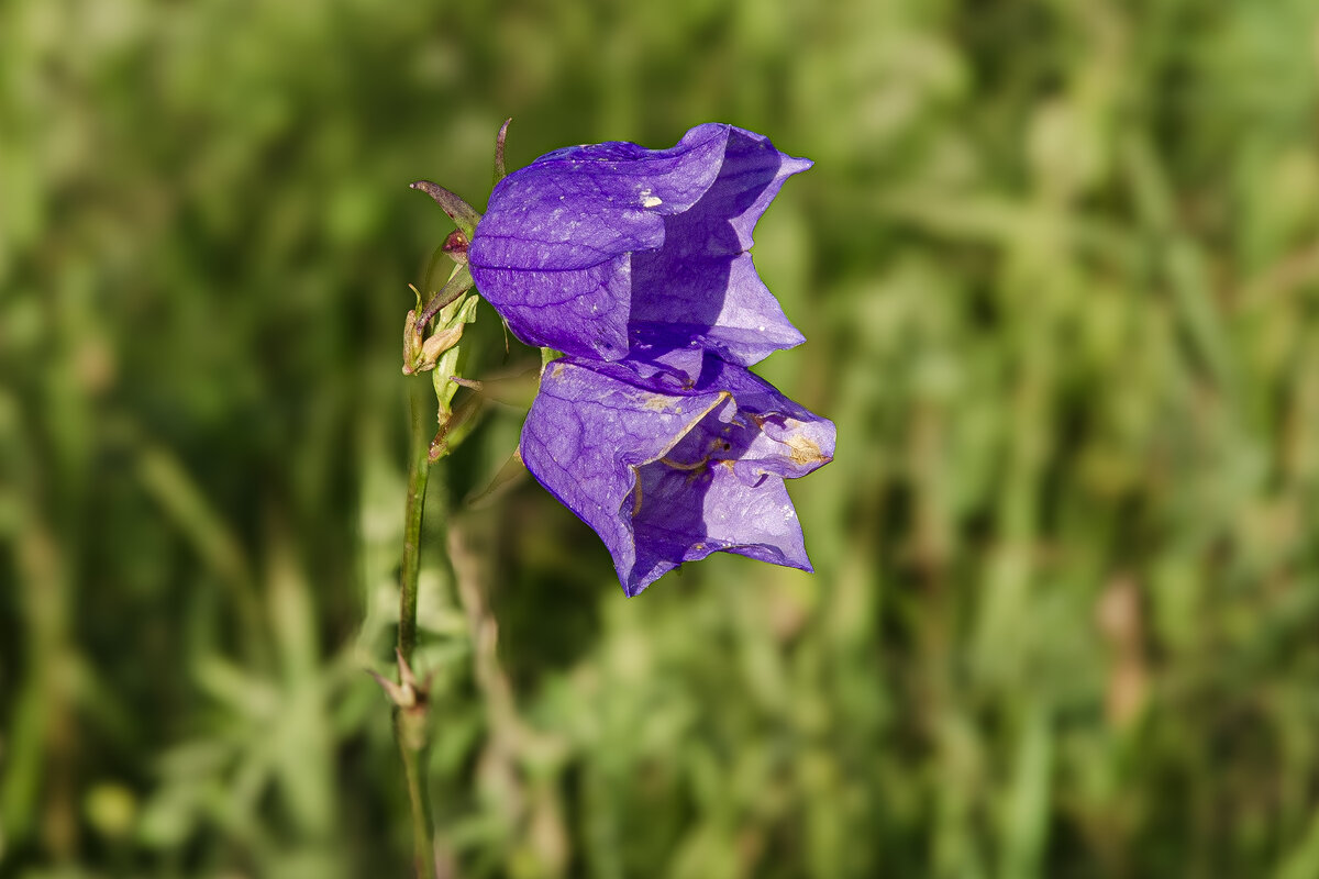Цветочек - Валерий Пославский