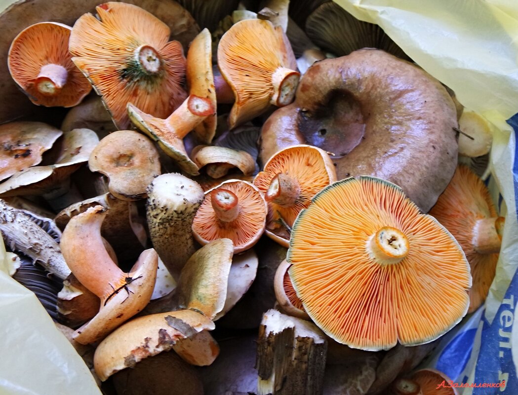 Желаю удачной грибной охоты в осеннем лесу! - Андрей Заломленков Желаю удачной грибной охоты в осеннем лесу! - Андрей Заломленков