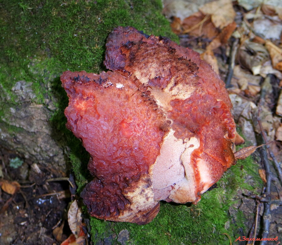 Гриб печёночница обыкновенная. Съедобный, вкусный и полезный! - Андрей Заломленков