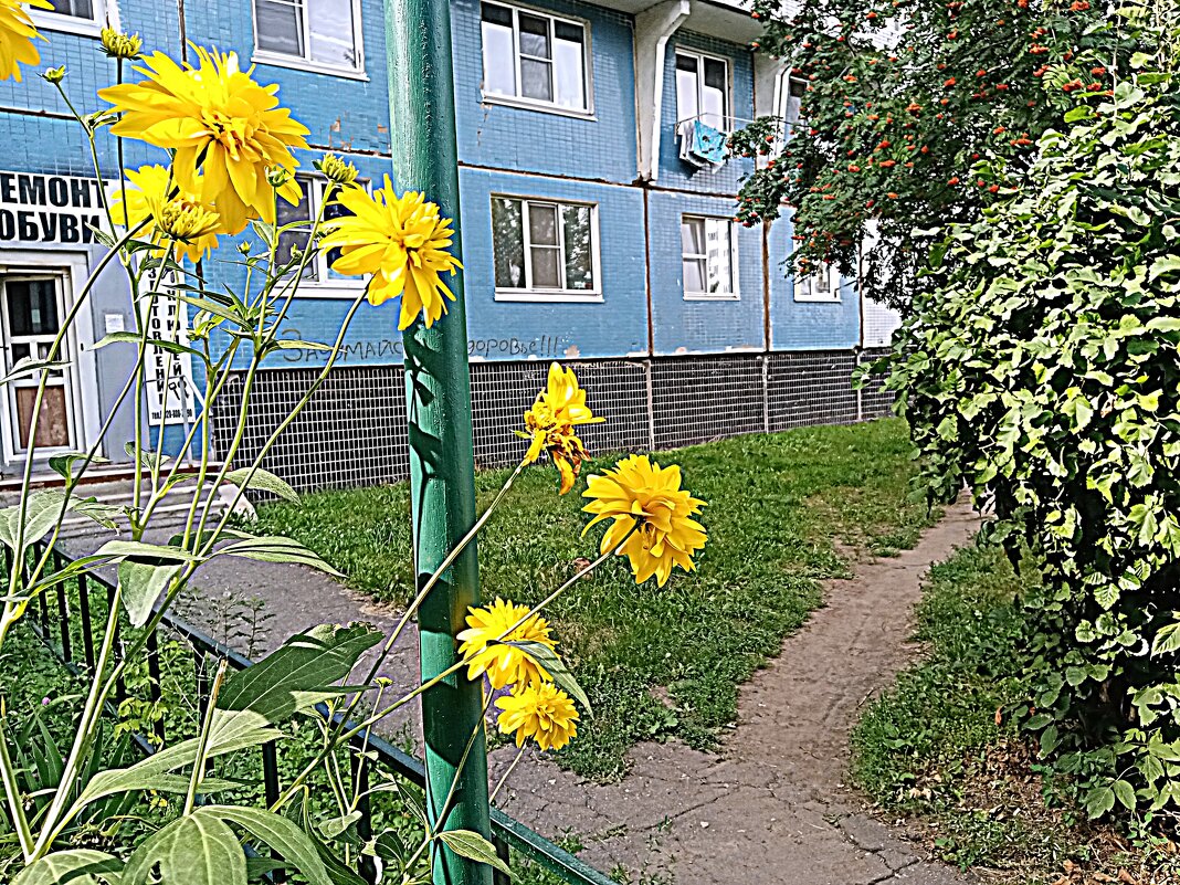 Цветы. - Владимир Драгунский