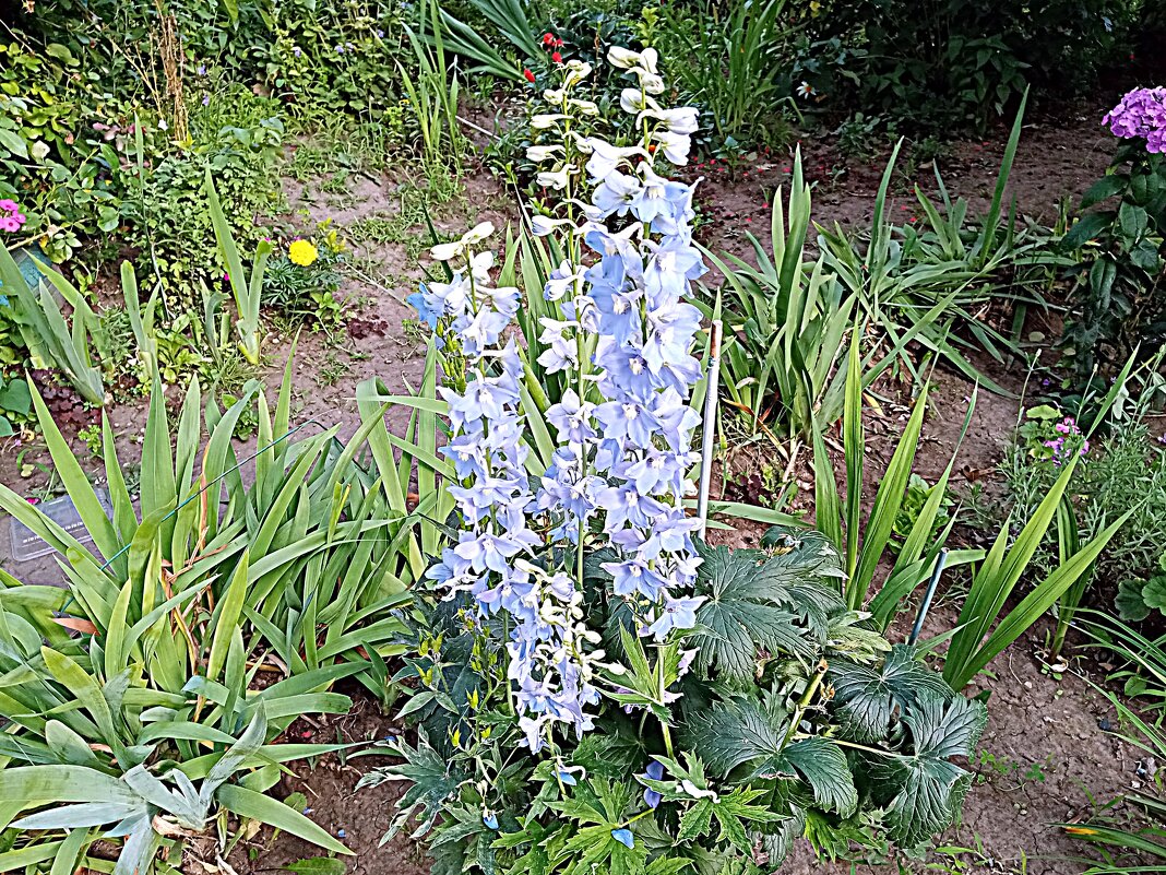 Цветы. - Владимир Драгунский