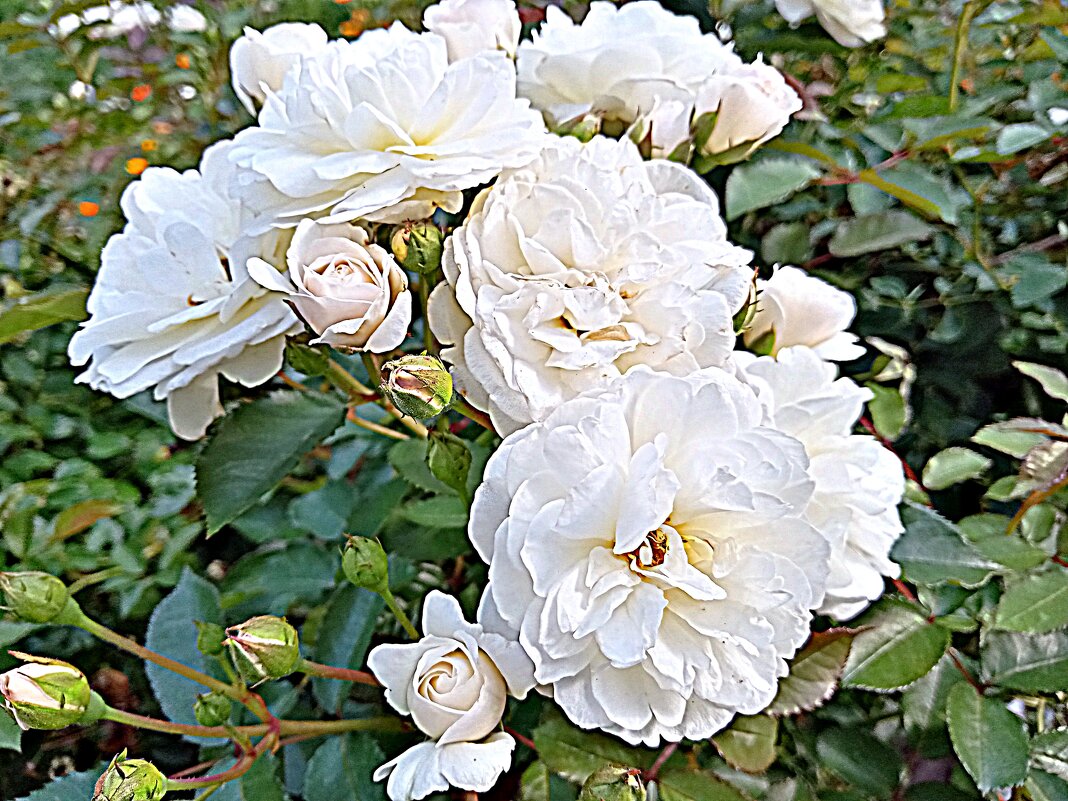 Цветы. - Владимир Драгунский