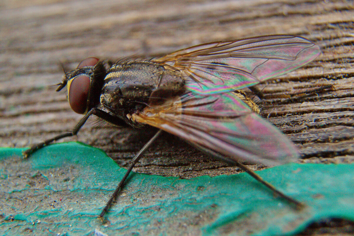 Муха - Александр Лычагин