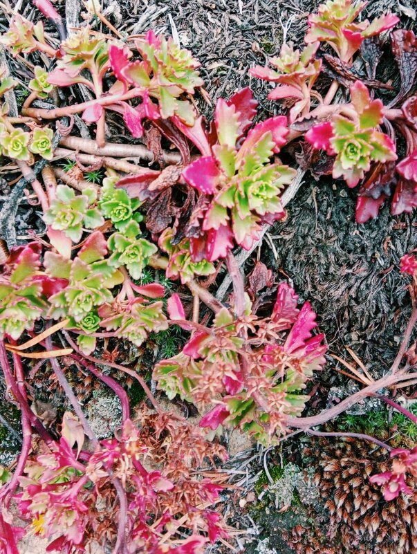 Цветы октября - Георгиевич 