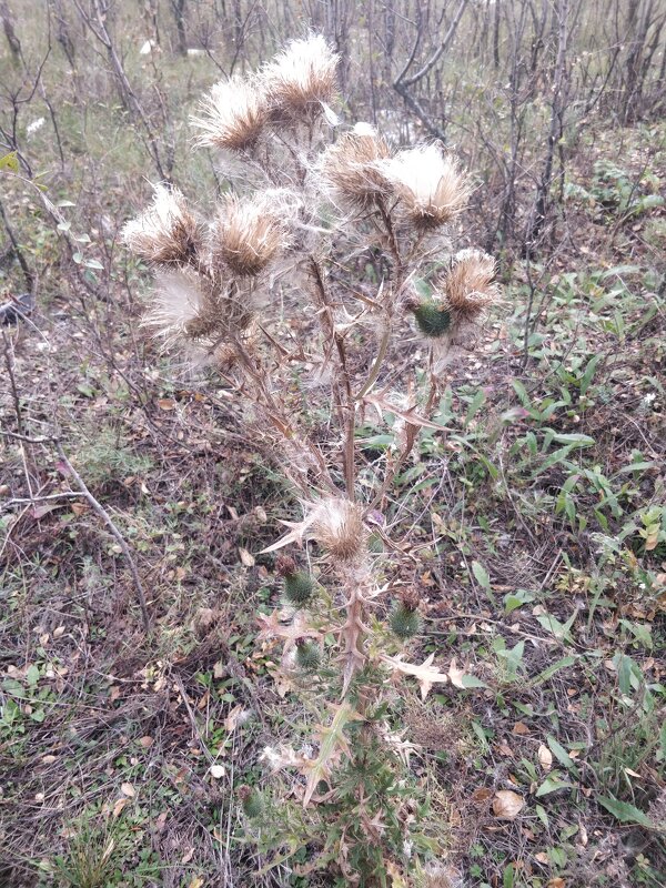 Там в октябре... - Андрей Хлопонин