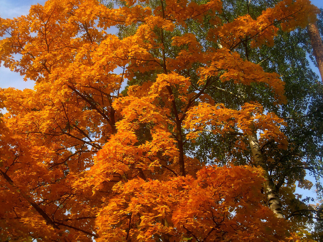 Костер осени - Елена Семигина Костер осени - Елена Семигина