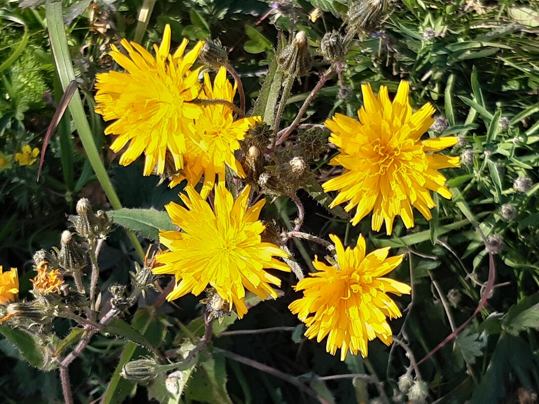 Осот полевой - Галина Минчук