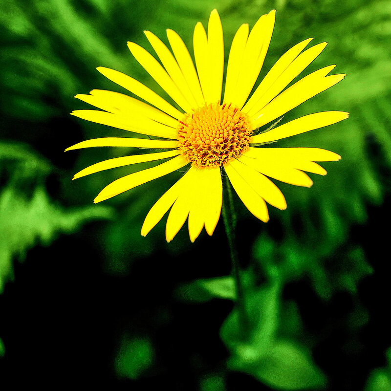 Жёлтая ромашка - Евгений 