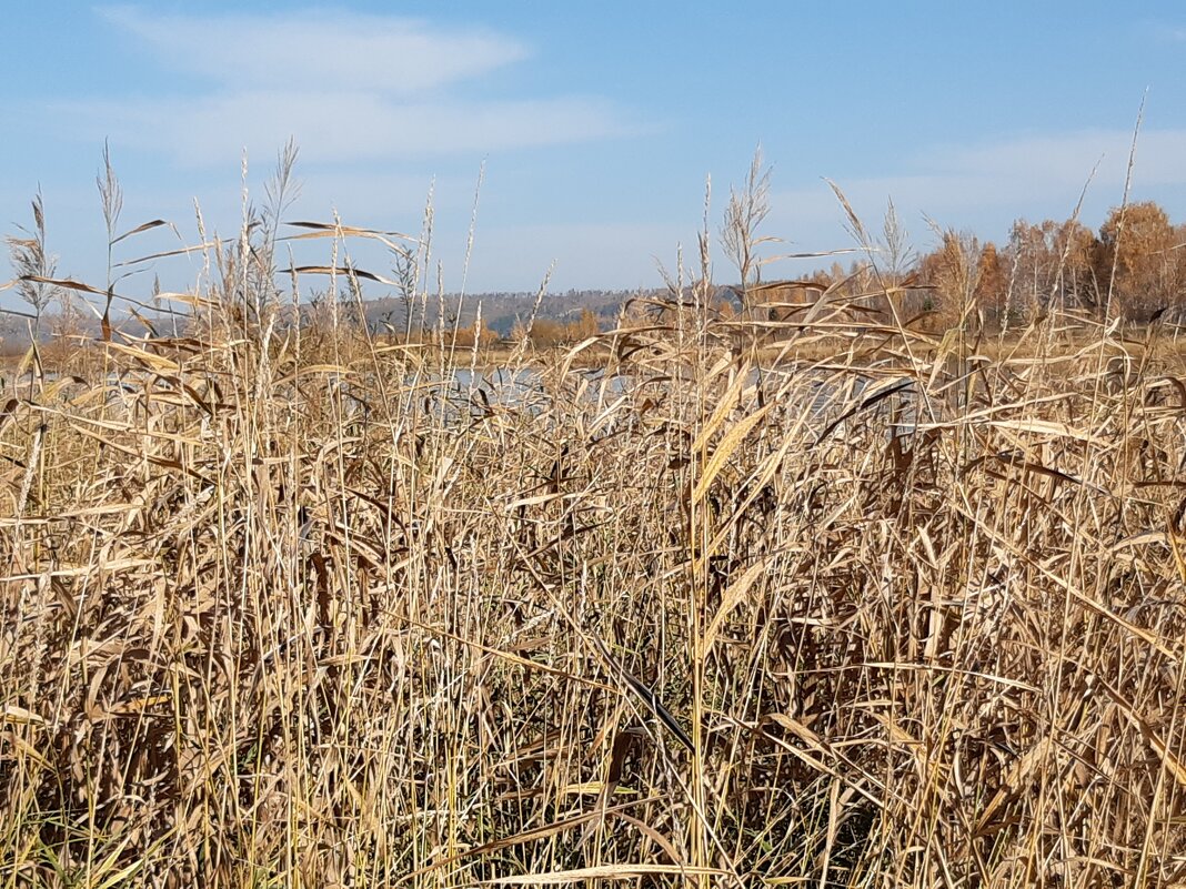 Травы-травы... - Галина Минчук