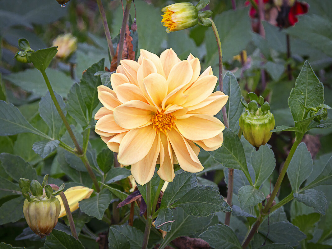 Георгин далия жёлтый. - Aleksey Afonin Георгин далия жёлтый. - Aleksey Afonin